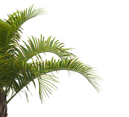 palm Tree Leaves isolated on transparent background. PNG palm tree with green leaves isolated on white background. Isolated palm tree branch on transparent background PNG. corner palm tree foliage PNG