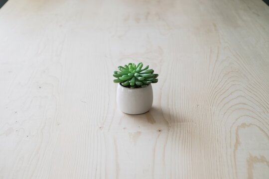 Minimalist Potted Succulent Plant in White Ceramic Pot Centered on Light Wooden Table with Ample Copy Space. Top View for Modern Home or Office Decor Design.