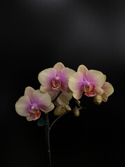 Obraz premium pink orchid on black background