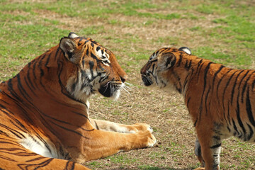 Malayan Tiger and cub