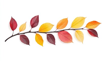 Vibrant autumn leaves showcasing a gradient of colors on a white background, ideal for seasonal decor