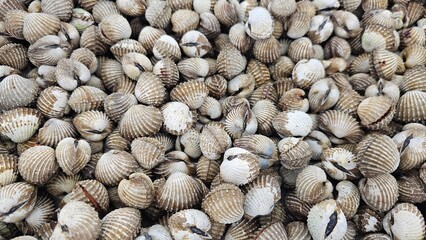 close up of a shell, a pile of blood cockles displayed in a supermarket, background
