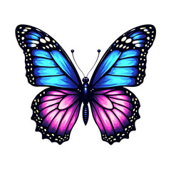 butterfly on white background