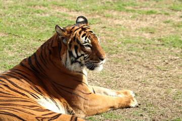 Malayan Tiger