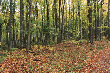 Autumn Forest Trail in Michigan with Colorful Fall Foliage and Leaf-Covered Ground