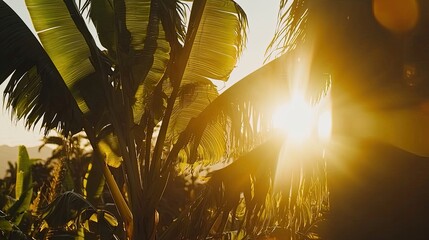 Golden sunlight filtering through lush banana leaves at sunset in a tropical landscape