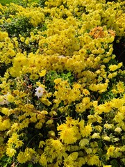 yellow flowers in the garden