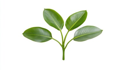 Obraz premium Green leaves arranged symmetrically on a white background, ideal for nature-themed designs