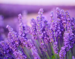 Obraz premium Close-Up of a Lavender Bunch with Fresh Blooms and Aromatic Appeal