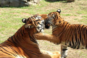 Malayan Tiger and cub playing