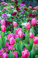 Pink tulips in the garden, at Fitzroy Garden, Melbourne, Australia