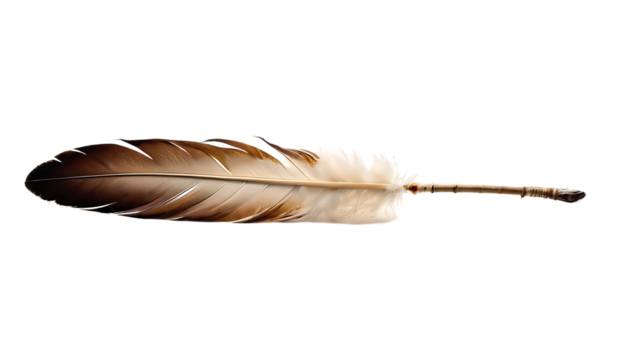 Single Brown and White Feather on Black Background