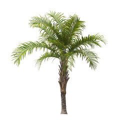 Obraz premium Single palm Tree isolated on transparent background. Syagrus schizophylla. Arecaceae palm tree with green leaves on white background. Isolated palm tree PNG on transparent background. palm tree leaves