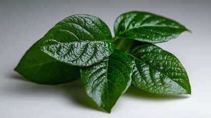 Close Up Of Fresh Glossy Green Leaves With Bold Veins And White Background