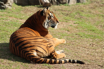 Malayan Tiger and cub