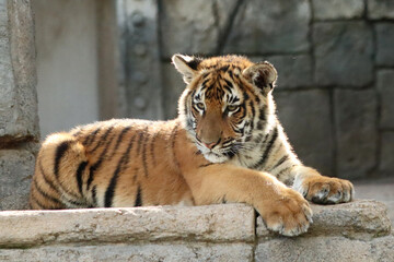 Malayan Tiger cub
