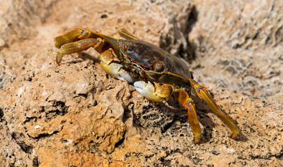 Grapsus albolineatus is a species of decapod crustacean in the family Grapsidae