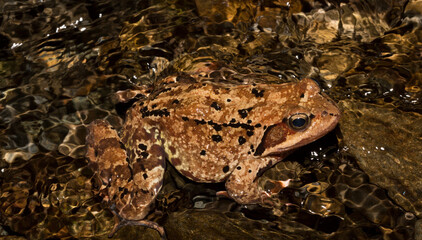 The common frog or grass frog (Rana temporaria). A reptile in a stream in the Balkan forest.