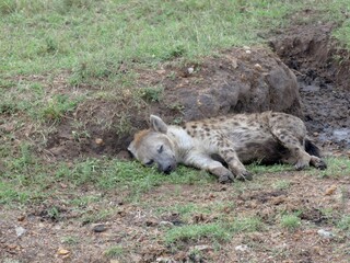 Hyena sleeping near its den in the african savanna