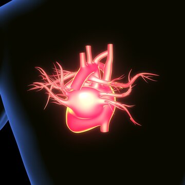 male heart blood circulation. 3dillustration