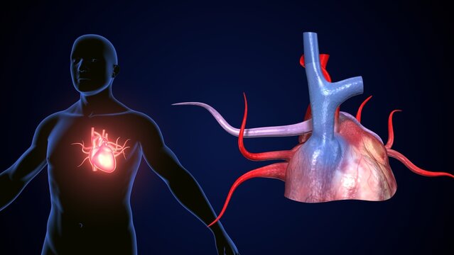 male heart blood circulation. 3dillustration