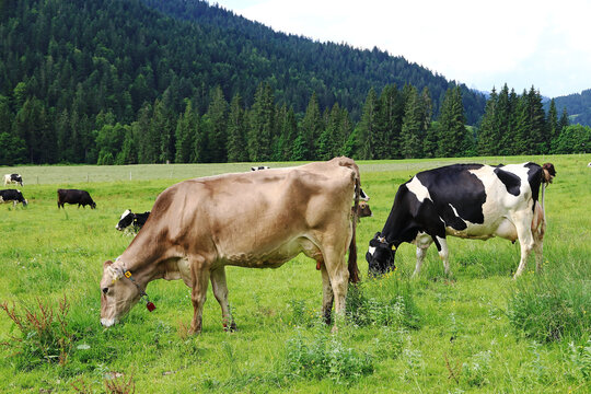 Eine Kuhherde mit GPS-Sendern. Milchk&uuml;he mit GPS Halsb&auml;ndern 