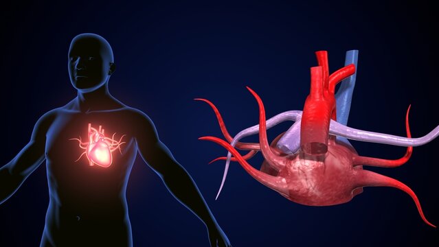 male heart blood circulation. 3dillustration
