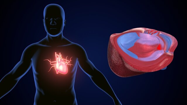 male heart blood circulation. 3dillustration