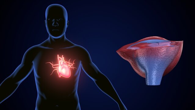 male heart blood circulation. 3dillustration