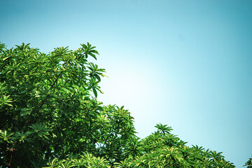 , also eat the pulp of the pod which is rich in sucrose and tastes like molasses.The rain tree (Samanea saman) is native to the dry forests and savannahs of the tropical Americas, and for their tolera