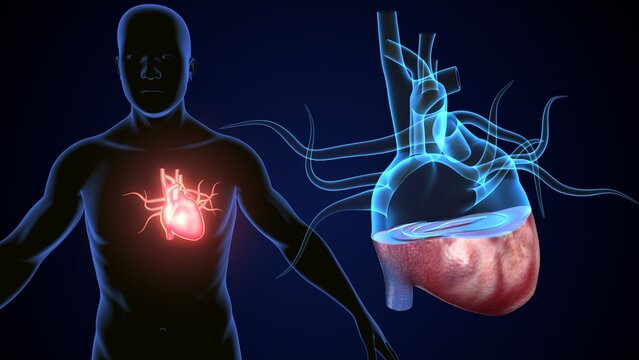 male heart blood circulation. 3dillustration