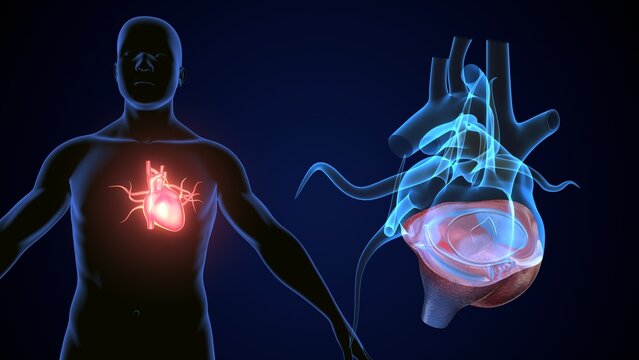 male heart blood circulation. 3dillustration