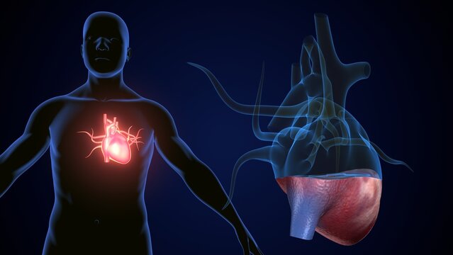 male heart blood circulation. 3dillustration