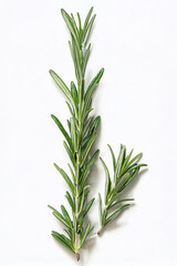 Fototapeta premium fresh green rosemary isolated on white background, top view