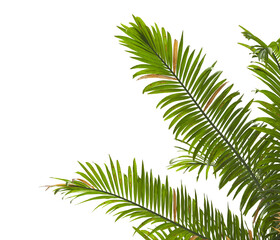 palm Tree Leaves isolated on transparent background. PNG palm tree with green leaves isolated on white background. Isolated palm tree branch on transparent background PNG. corner palm tree foliage PNG