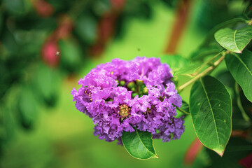 Fototapeta premium across temperate and subtropical regions. This extensive exploration delves into the various facets of Lagerstroemia floribunda, encompassing its taxonomy, morphology, ecology, cultivation, uses, cul