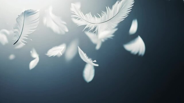 Delicate white feathers gracefully drifting through soft light in a tranquil atmosphere