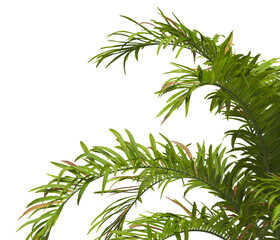 Obraz premium palm Tree Leaves isolated on transparent background. PNG palm tree with green leaves isolated on white background. Isolated palm tree branch on transparent background PNG. corner palm tree foliage PNG