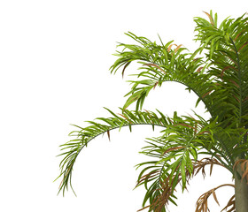 palm Tree Leaves isolated on transparent background. PNG palm tree with green leaves isolated on white background. Isolated palm tree branch on transparent background PNG. corner palm tree foliage PNG