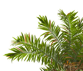 palm Tree Leaves isolated on transparent background. PNG palm tree with green leaves isolated on white background. Isolated palm tree branch on transparent background PNG. corner palm tree foliage PNG