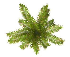 Single palm Tree isolated on transparent background. Montgomery palm tree with green leaves on white background. Isolated palm tree PNG on transparent background. palm tree leaves. Veitchia arecina.