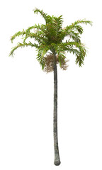 Single palm Tree isolated on transparent background. Montgomery palm tree with green leaves on white background. Isolated palm tree PNG on transparent background. palm tree leaves. Veitchia arecina.