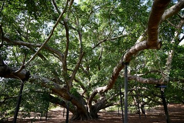 Giant Australian Native Fig Tree in Park