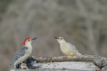 Red Bellied Woodpeckers in winter at feeder, dominant bird