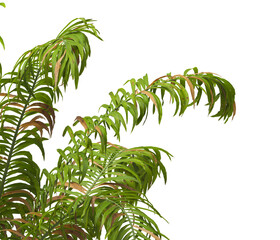 palm Tree Leaves isolated on transparent background. corner palm tree foliage PNG. PNG palm tree with green leaves isolated on white background. Isolated palm tree branch on transparent background PNG