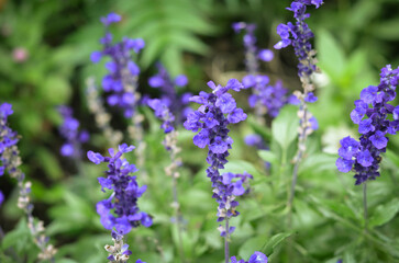 Obraz premium Close-up of vibrant purple Salvia flowers in full bloom in a garden.