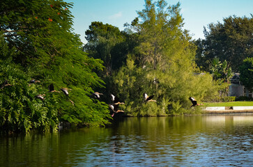 Flock of birds flying over a calm lake surrounded by dense greenery