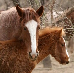 Wild Horse and Her Foal