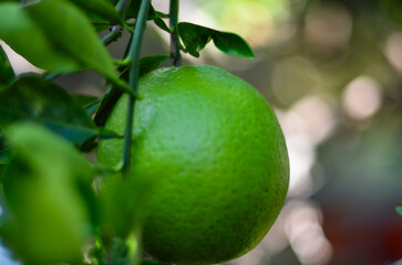 Close-up of a green lime hanging from a branch surrounded by leaves.