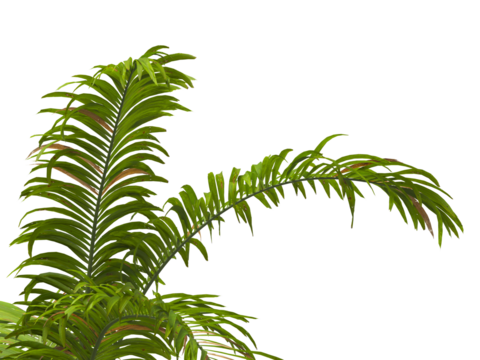 palm Tree Leaves isolated on transparent background. corner palm tree foliage PNG. PNG palm tree with green leaves isolated on white background. Isolated palm tree branch on transparent background PNG